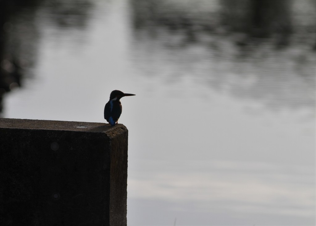 こっちは独りぼっち