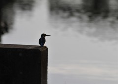 こっちは独りぼっち