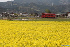 赤と黄色