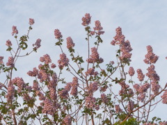 この木なんの木