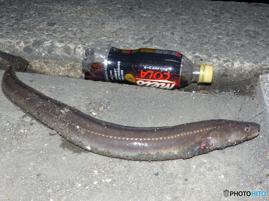 アナギョ、デカイ