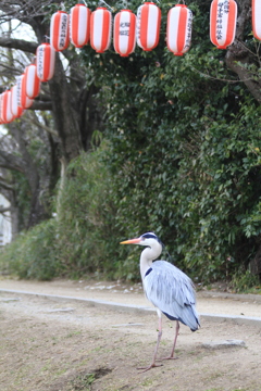 開花は明日かな