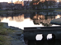 夕焼けにゃんこ