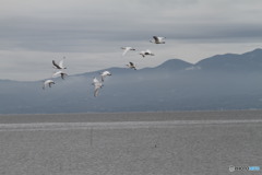 今日のクロツラ