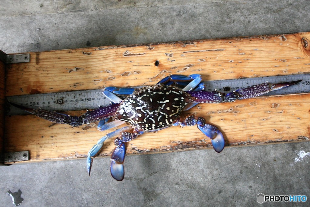 今晩は日本シリーズ見ながら