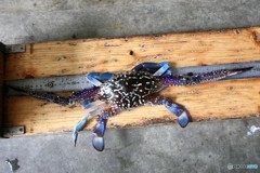 今晩は日本シリーズ見ながら