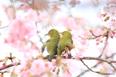 河津桜に