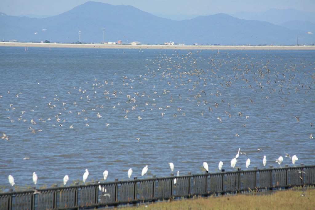はましぎ、しらさぎ
