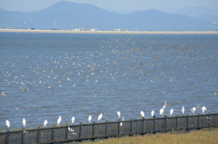 はましぎ、しらさぎ