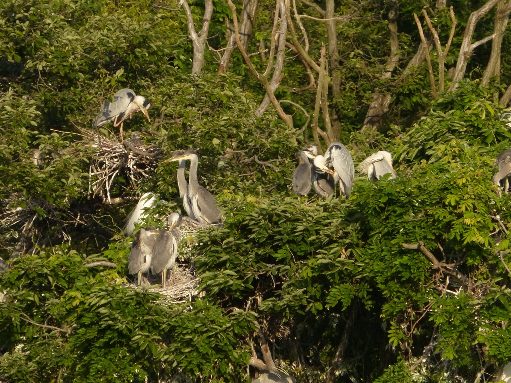 アオサギのひな