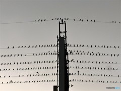 はい写しますよ