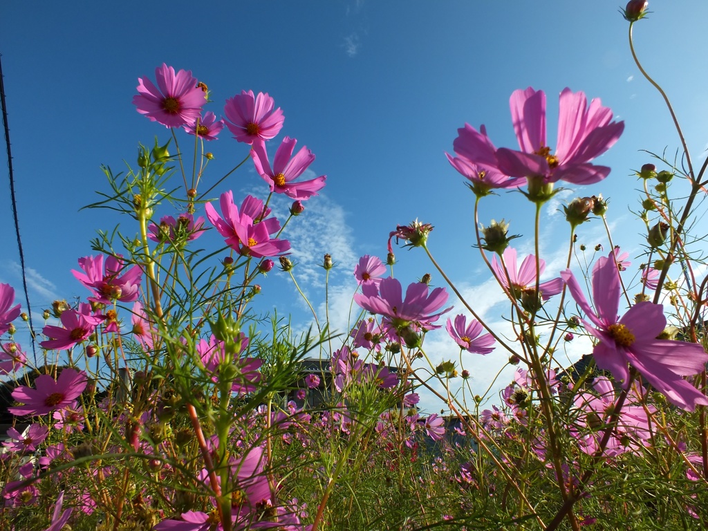 コスモス