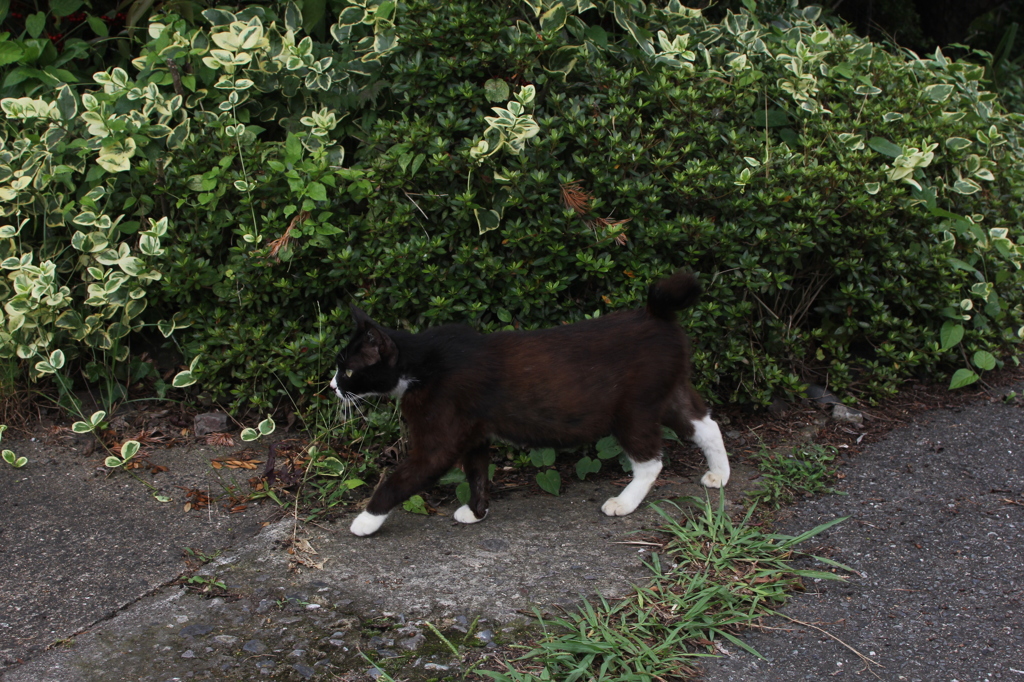 かっこいいでしょ