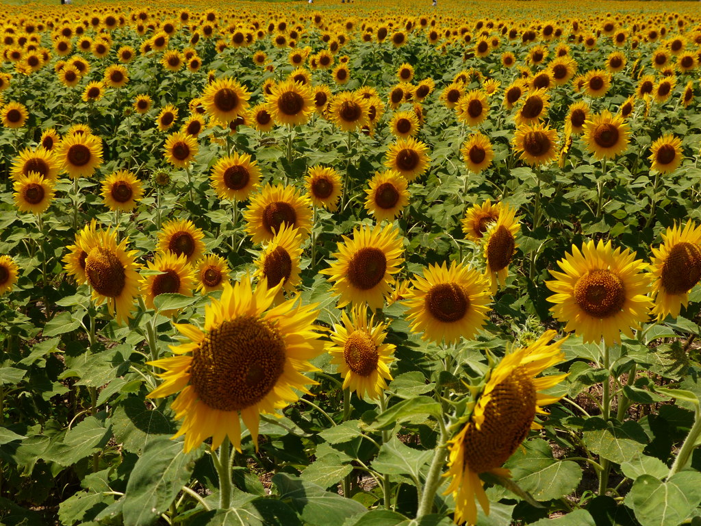 もう少しで満開