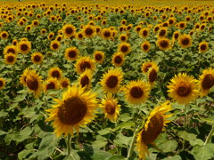 もう少しで満開