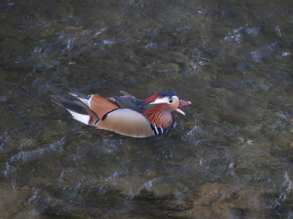 歌じょうずでしょ