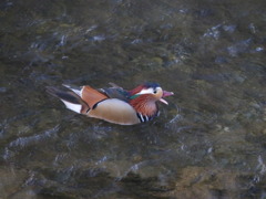 歌じょうずでしょ