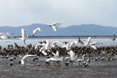 クロツラヘラサギ