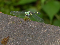 青い目のトンボ