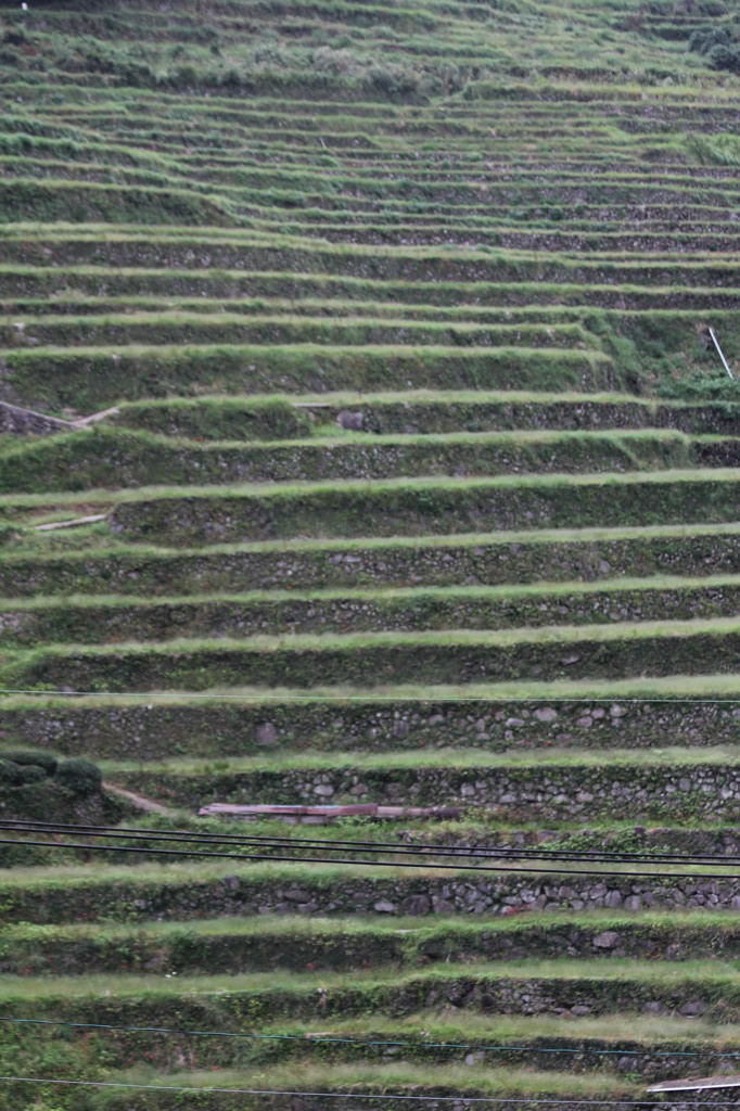 稲はまだ植えてないです