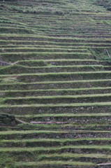 稲はまだ植えてないです