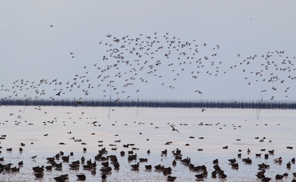 鳥撮りに行きました