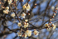 今週末にはかなり