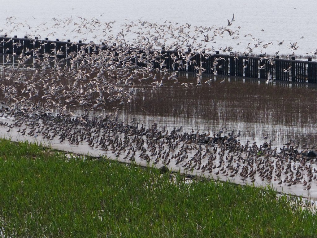 今日のどひゃー