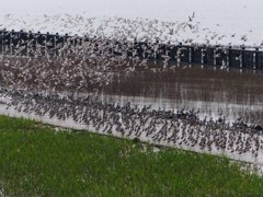 今日のどひゃー