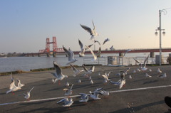 今年も鳥が多いみたい