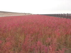 オスプレー来るのかな？