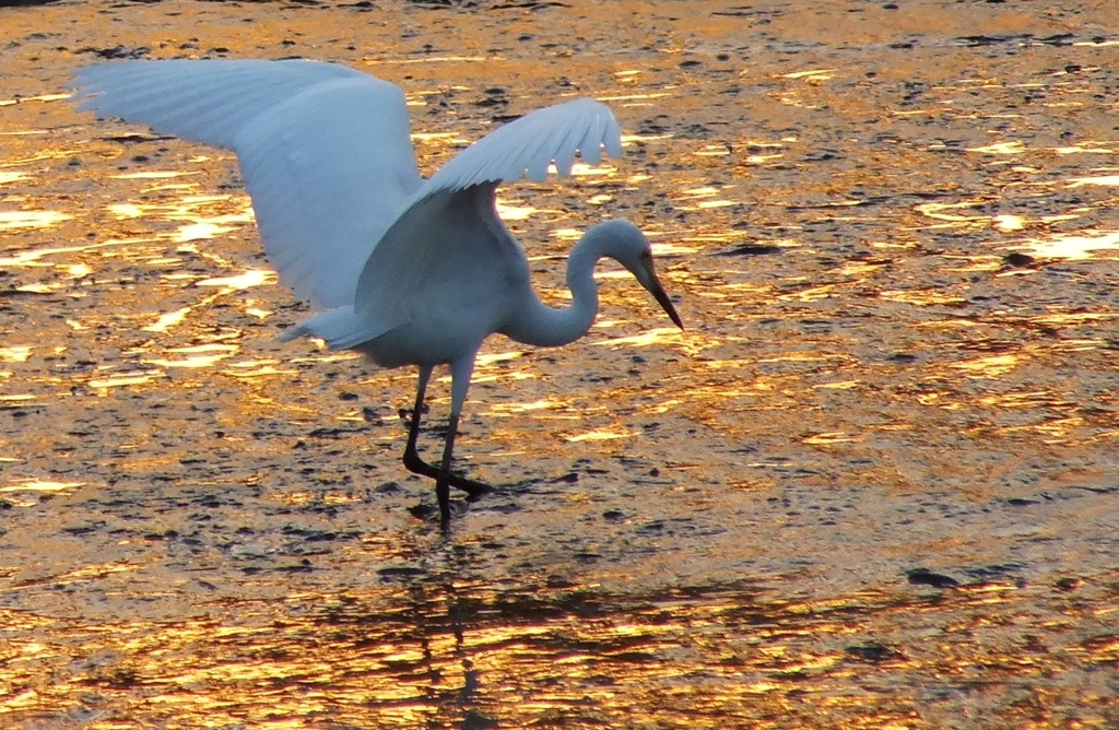火の鳥シリーズ