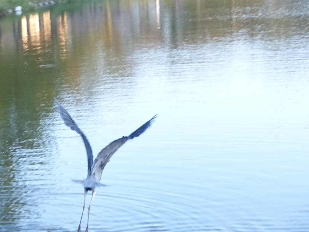 ノーベル賞バンザイ