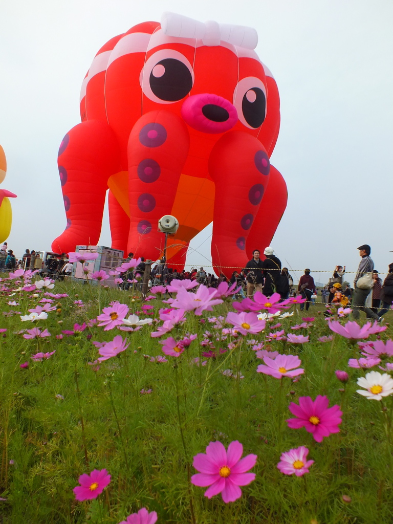 タコたこ上がれ