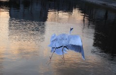 今日の青ちゃん