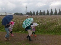 今年はコスモス無残