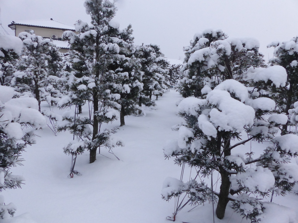 蔵王じゃないですよ