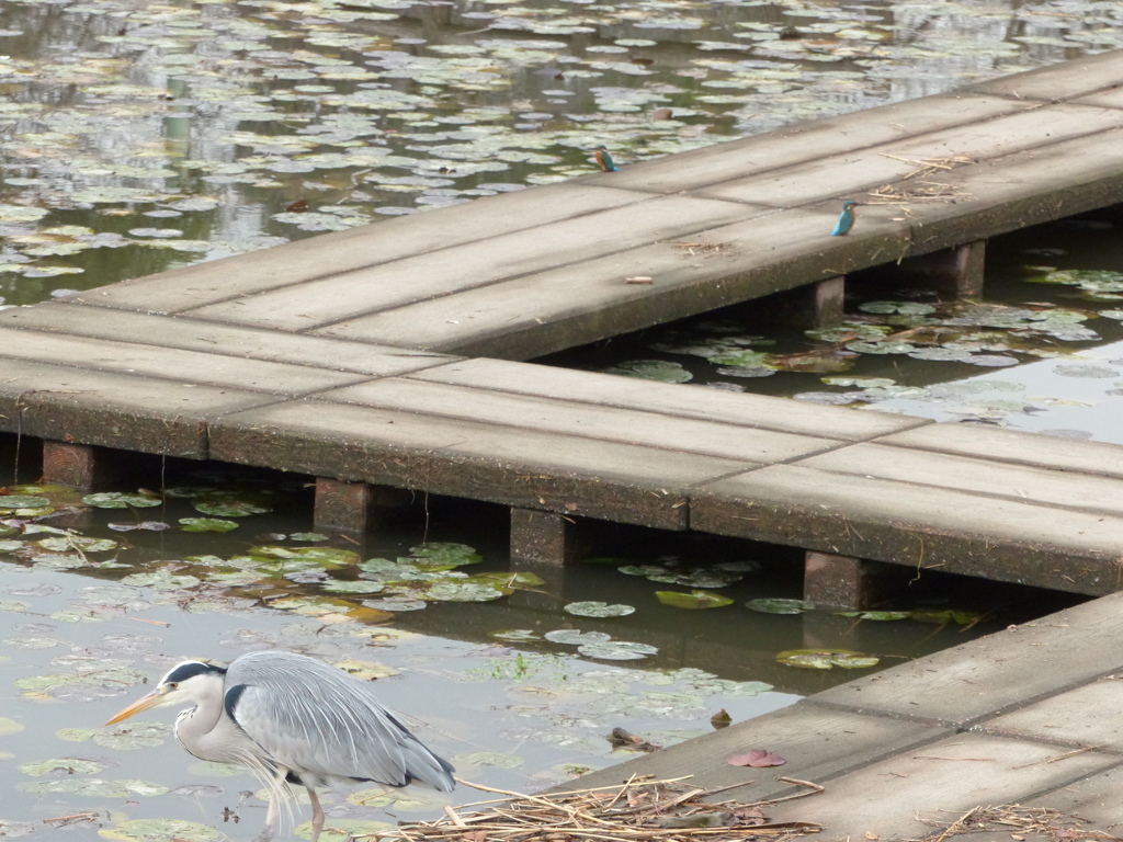 源さんこっちこっち