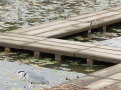 源さんこっちこっち