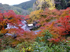 もみじ寺