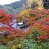 もみじ寺