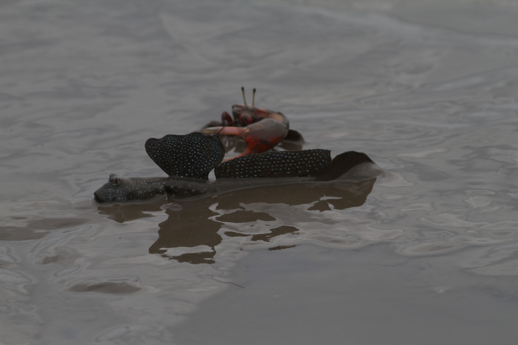 ひれ切っちゃうぞ