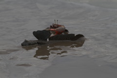 ひれ切っちゃうぞ