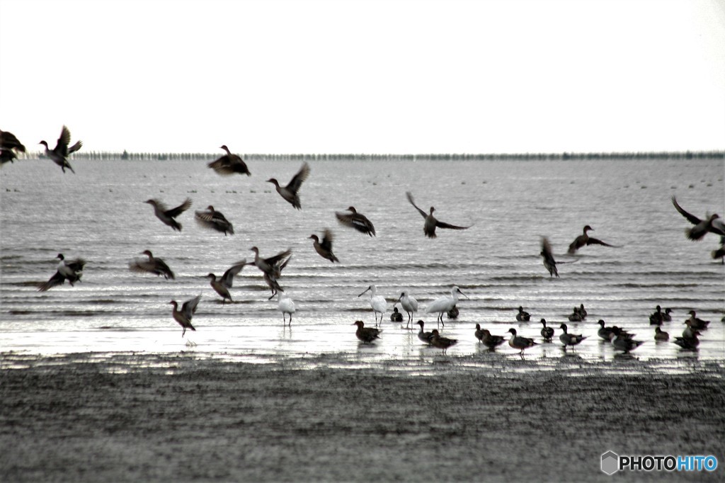 カモとクロツラ
