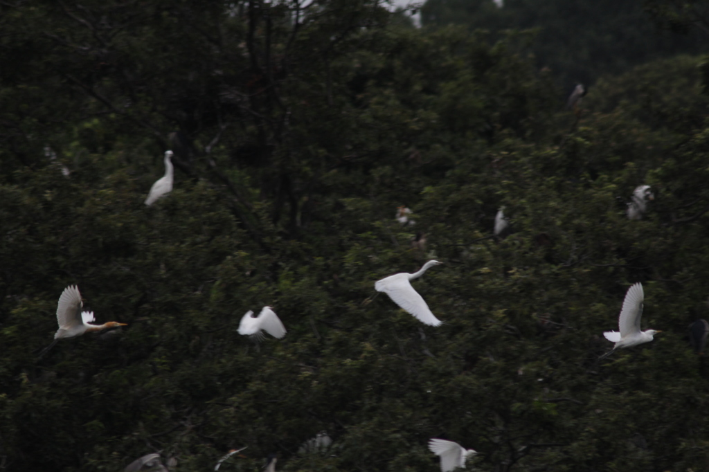 今朝のアマちゃん