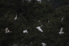 今朝のアマちゃん