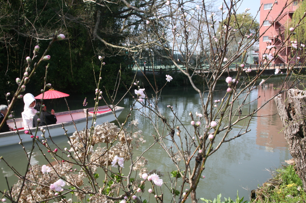 桜咲く