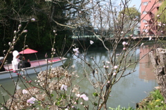 桜咲く
