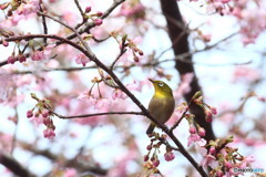 呼んだ