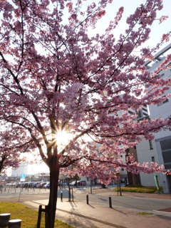 これが河津桜